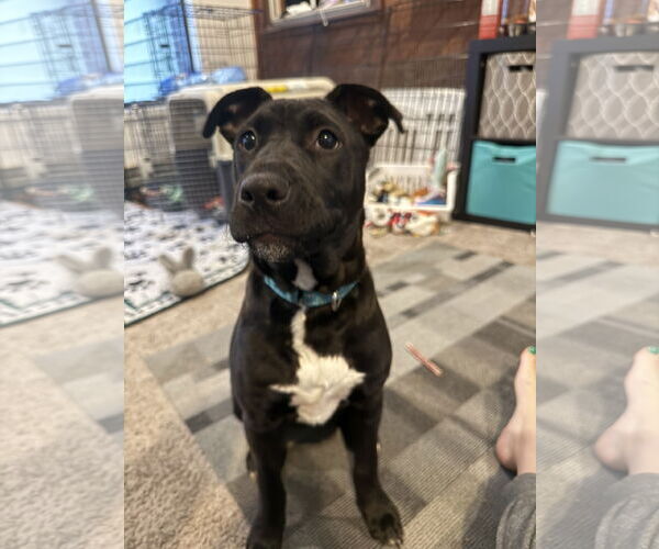 Medium Photo #1 Retriever -Unknown Mix Puppy For Sale in Woodbury, NY, USA