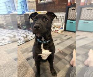 Retriever -Unknown Mix Dogs for adoption in Woodbury, NY, USA