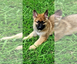 German Shepherd Dog Puppy for Sale in HUMBOLDT, Tennessee USA
