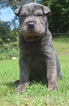 Small Photo #1 Chinese Shar-Pei Puppy For Sale in MILBURN, OK, USA
