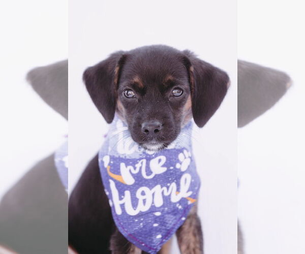 Medium Photo #1 Chiweenie Puppy For Sale in Princeton, MN, USA