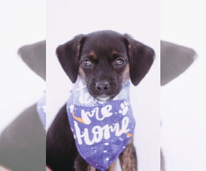 Chiweenie Dogs for adoption in Princeton, MN, USA