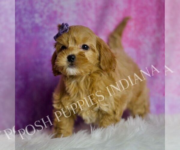 Medium Photo #5 Goldendoodle (Miniature) Puppy For Sale in WARSAW, IN, USA