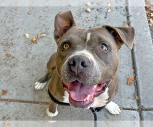 Mutt Dogs for adoption in Ojai, CA, USA