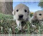Small Photo #1 Golden Retriever Puppy For Sale in DE BEQUE, CO, USA