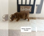 Small Photo #14 Australian Shepherd Puppy For Sale in FORSYTH, GA, USA