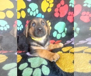 German Shepherd Dog Dogs for adoption in LOGANVILLE, GA, USA