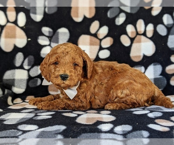 Medium Photo #3 Double Doodle Puppy For Sale in NOTTINGHAM, PA, USA