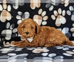 Small Photo #3 Double Doodle Puppy For Sale in NOTTINGHAM, PA, USA