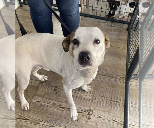 Medium Photo #1 Mutt Puppy For Sale in Bolivar, MO, USA