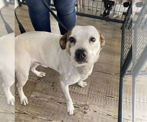 Mutt Dogs for adoption in Bolivar, MO, USA