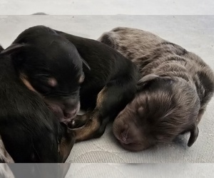 Aussie-Poo Puppy for sale in REDDING, CA, USA