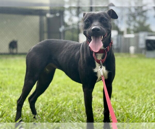 Medium Photo #2 Lab-Pointer Puppy For Sale in Tavares, FL, USA