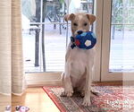 Small #9 Retriever  Mix