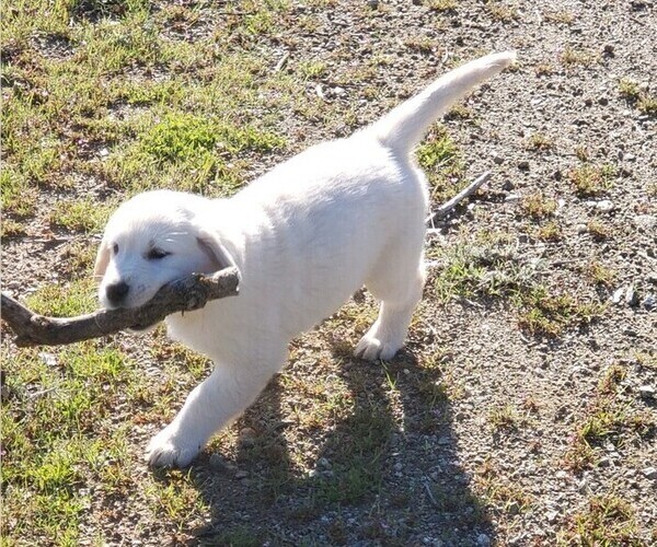 Medium Photo #1 Golden Retriever Puppy For Sale in THOUSAND OAKS, CA, USA