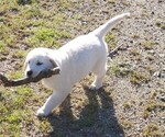 Small Photo #1 Golden Retriever Puppy For Sale in THOUSAND OAKS, CA, USA