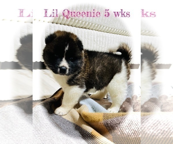 Medium Photo #10 Akita Puppy For Sale in BUTLER, PA, USA