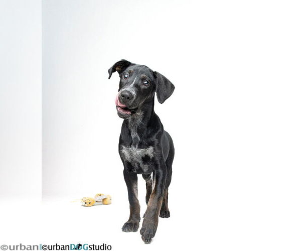 Medium Photo #4 Lab-Pointer Puppy For Sale in Tampa, FL, USA