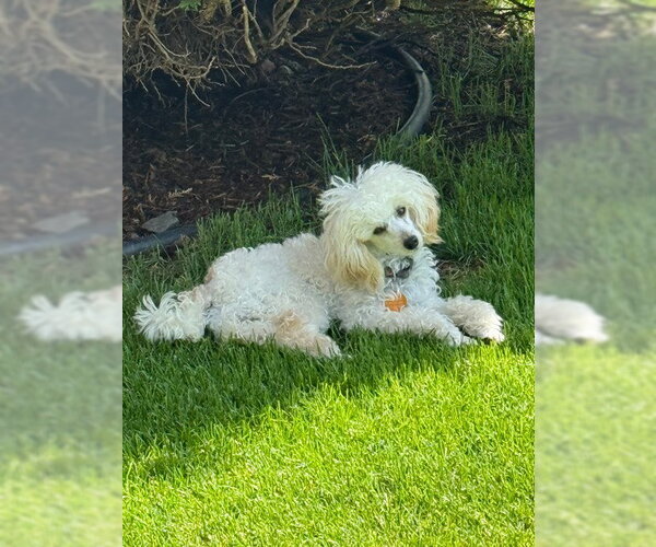 Medium Photo #3 Poodle (Toy) Puppy For Sale in St. Louis Park, MN, USA