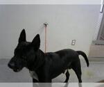 Small American Pit Bull Terrier Mix
