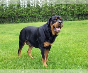 Mother of the Rottweiler puppies born on 05/23/2022