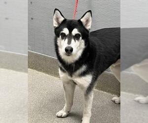 Siberian Husky-Unknown Mix Dogs for adoption in Las Vegas, NV, USA