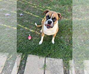 Boxer Dogs for adoption in  Katy, TX, USA