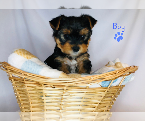 Medium Photo #4 Yorkshire Terrier Puppy For Sale in BRENTWOOD, TN, USA