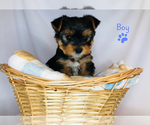 Small Photo #4 Yorkshire Terrier Puppy For Sale in BRENTWOOD, TN, USA