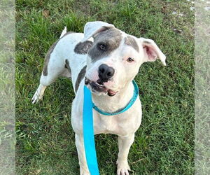 American Pit Bull Terrier-Unknown Mix Dogs for adoption in Oakhurst, NJ, USA
