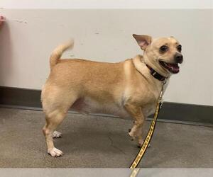 Chihuahua-Unknown Mix Dogs for adoption in Berkeley , CA, USA