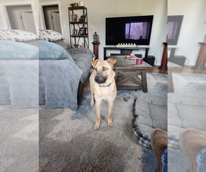 Labrador Retriever-Unknown Mix Dogs for adoption in Dana Point, CA, USA