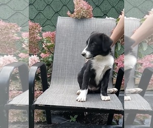 Border Collie Puppy for sale in FREDERICKSBURG, OH, USA