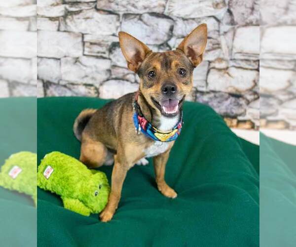 Medium Photo #6 Chihuahua-Unknown Mix Puppy For Sale in Kennesaw, GA, USA