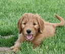 Small Photo #29 Goldendoodle Puppy For Sale in WOLCOTT, IN, USA