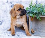 Small Photo #37 Puggle Puppy For Sale in WAKARUSA, IN, USA