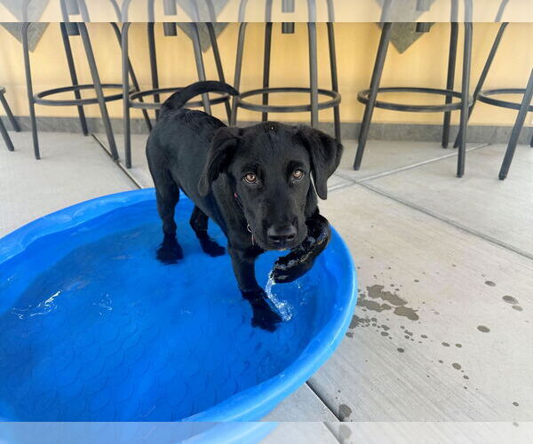 Medium Photo #2 Labrador Retriever-Unknown Mix Puppy For Sale in Clovis, CA, USA