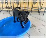 Small #1 Labrador Retriever Mix
