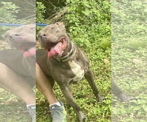 Kingston needs foster home (See Video) - Male American Pit Bull Terrier-American Staffordshire Terrier Mix Dog for Adoption - Photo #4