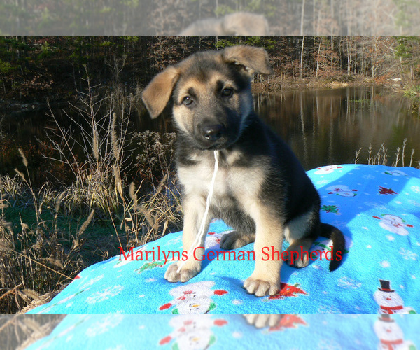 Medium Photo #2 German Shepherd Dog Puppy For Sale in PIEDMONT, MO, USA