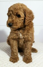 Goldendoodle Puppy for sale in BRANDON, MS, USA