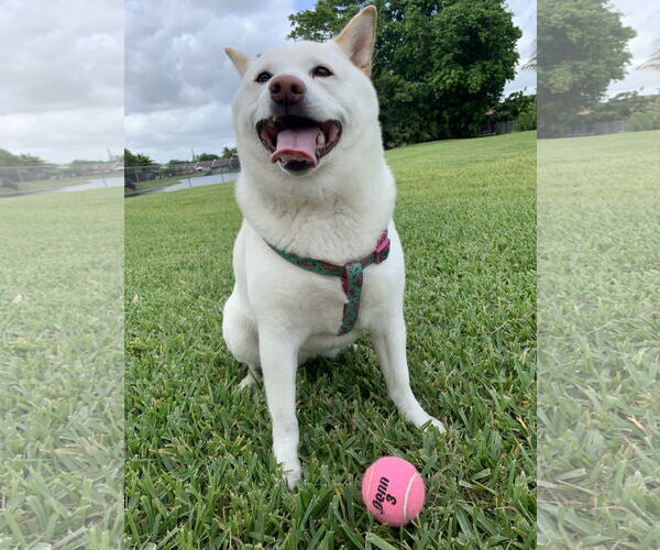 Medium Photo #1 Shiba Inu Puppy For Sale in Miami, FL, USA
