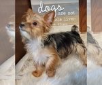 Small Photo #4 Yoranian Puppy For Sale in HUDDLESTON, VA, USA