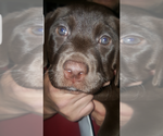Small Photo #8 Labrador Retriever Puppy For Sale in LOS ANGELES, CA, USA