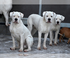 Dogo Argentino Puppy for sale in Kherson, Kherson, Ukraine