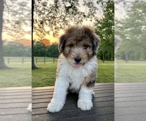Aussiedoodle Puppy for sale in KNOB NOSTER, MO, USA