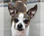 Small Chihuahua Mix