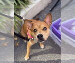 Small #6 Boston Terrier Mix