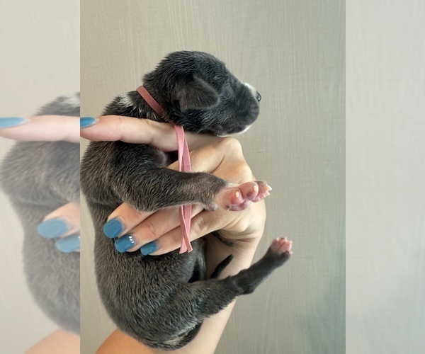 Medium Photo #48 Great Dane Puppy For Sale in HALLETTSVILLE, TX, USA