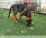 Small #1 Mutt
